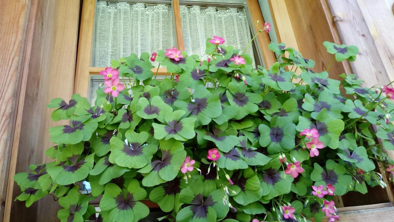 Agriturismo La Flu San Martino in Badia Dış mekan fotoğraf